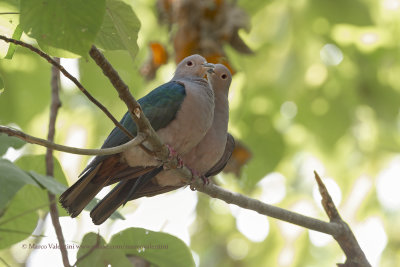 Green Imperial Pigeon - Ducula aenea