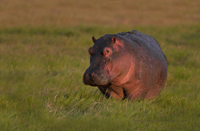 Hippo - Hippopotamus amphibius