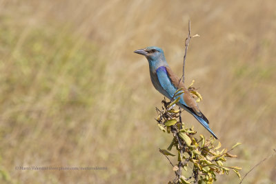 European roller - Coracias garrulus