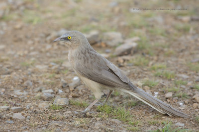 India AeN 2014 Birds