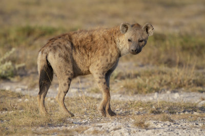 Spotted hyena - Crocuta crocuta