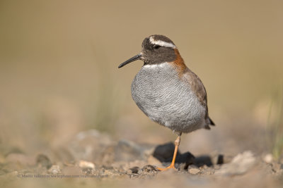 Diademed Plover - Phegornis mitchelli