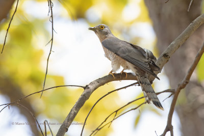 Common Hawk-Cuckoo - Hierococcyx varius