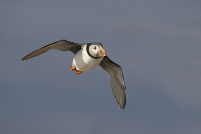 Atlantic puffin - Fratercula arctica