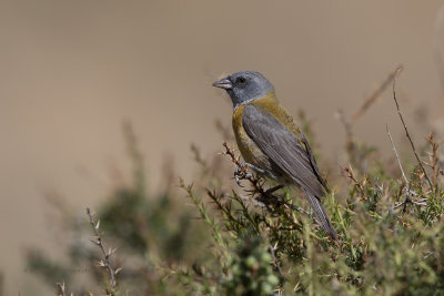 Grey-hooded Sierra-Finch - Phrygilus gayi