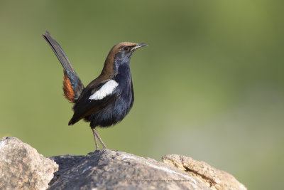 Indian robin - Saxicoloides fulicata