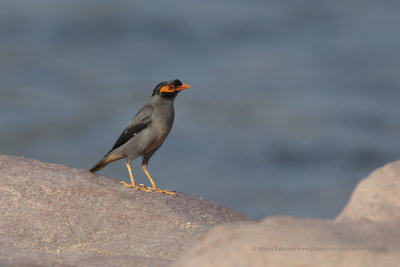 Bank Myna - Acridotheres ginginianus