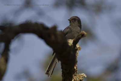 Northern Black Flycatcher - Melaeornis edolioides