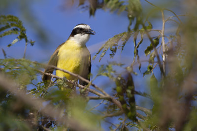 Great Kiskadee - Pitangus sulphuratus