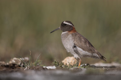 Diademed Plover - Phegornis mitchelli