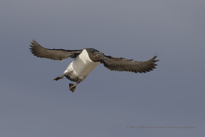 Common Guillemot - Uria aalge