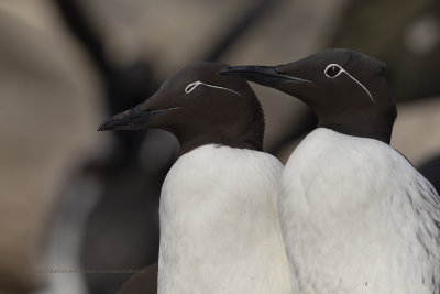 Common Guillemot - Uria aalge