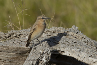 Isabelline Wheatear - Oenanthe isabellina