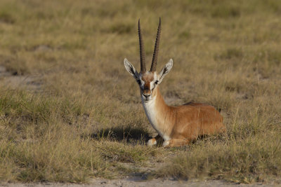 Eastern Thomson Gazelle - Eudorcas thomsoni