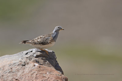 Grey-breasted Seedsnipe - Thinocorus orbignyianus