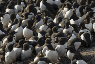 Common Guillemot - Uria aalge