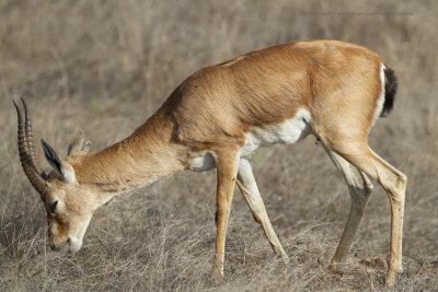 Indian Gazelle - Gazella bennettii
