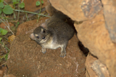 Bush Hyrax - Heterohyrax brucei