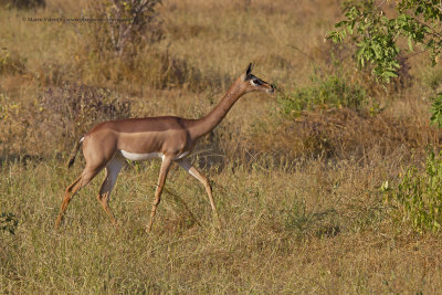 Southern gerenuk - Litocranius walleri