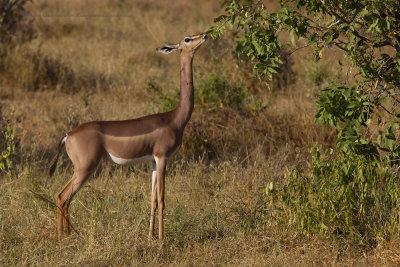 Southern gerenuk - Litocranius walleri