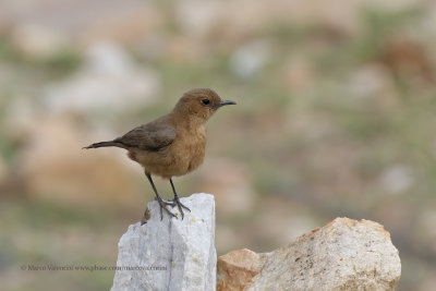 Brown Rock Chat - Oenanthe fusca