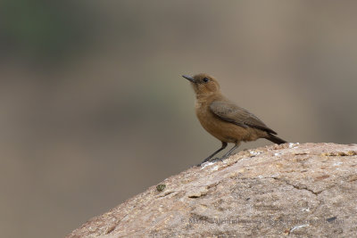 Brown Rock Chat - Oenanthe fusca