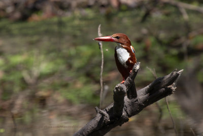 White-throated Kingfisher - Halcyon smyrnensis