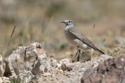 Ochre-naped Ground-tyrant - Muscisaxicola flavinucha