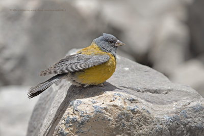 Grey-hooded Sierra-Finch - Phrygilus gayi