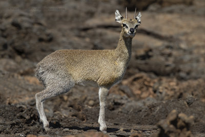 Maasai Klipspringer - Oreotragus shillingsi