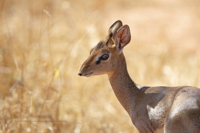 Hinde's Dik-dik - Madoqua hindei