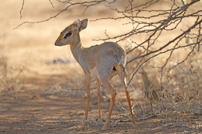 Hinde's Dik-dik - Madoqua hindei