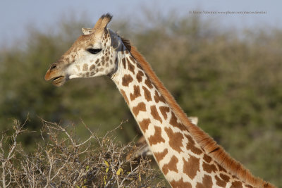 Masai Giraffe - Giraffa camelopardalis tippelskirchi