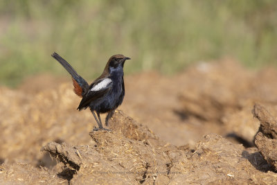 Indian robin - Saxicoloides fulicata