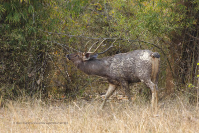 Sambar - Rusa unicolor