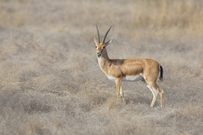 Indian Gazelle - Gazella bennettii