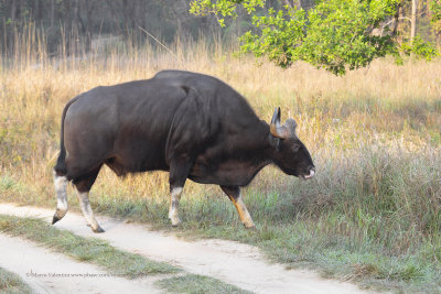 Gaur - Bos gaurus