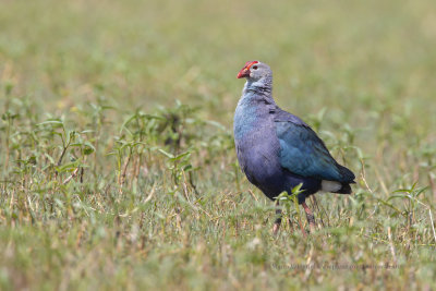 Grey-headed Swamphen - Porphyrio poliocephalus