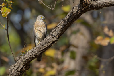 Shikra - Accipiter badius