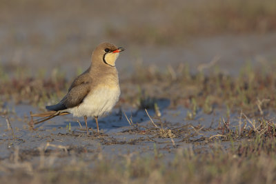 Collared pratincole - Glareola pratincola