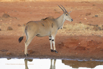 Cape Eland - Taurotragus oryx