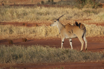 Cape Eland - Taurotragus oryx