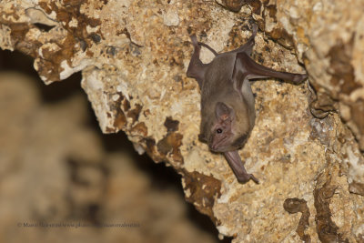 African Sheat-tailed bat - Coleura afra