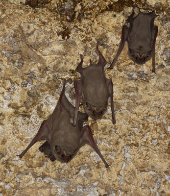 African Sheat-tailed bat - Coleura afra
