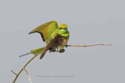 Green Bee-eater - Merops orientalis