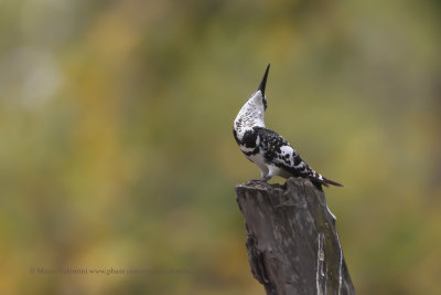 Pied kingfisher - Ceryle rudis