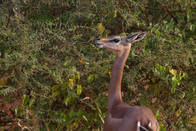 Southern gerenuk - Litocranius walleri
