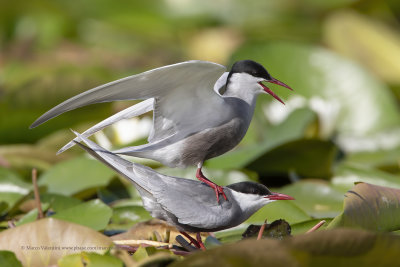 Whiskered tern - Chlidonias hybridus