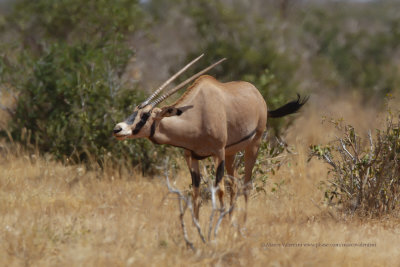 Fringe-eared Oryx - Oryx callotis
