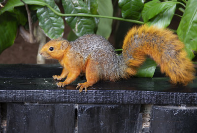 Red Bush-squirrel - Paraxerus palliatus